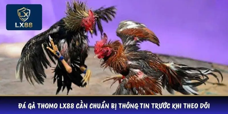 Đá gà Thomo LX88 cần chuẩn bị thông tin trước khi theo dõi