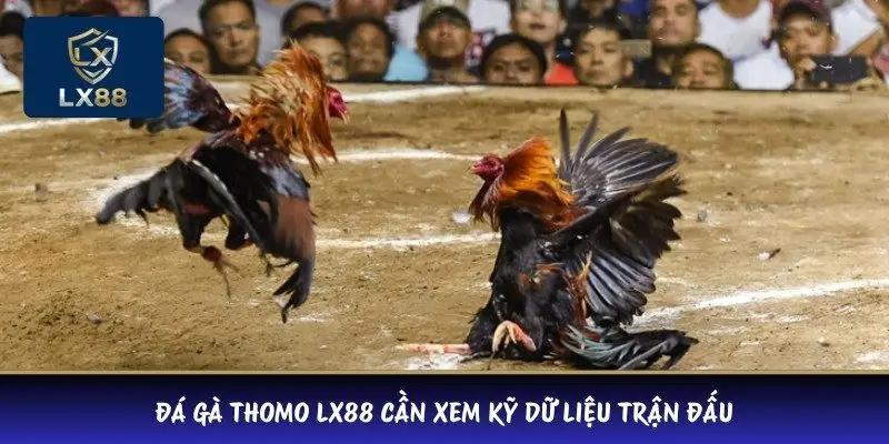 Đá gà Thomo LX88 cần xem kỹ dữ liệu trận đấu