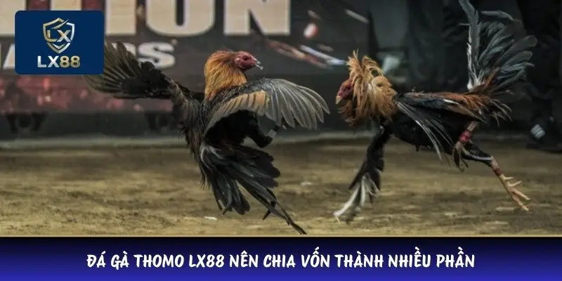 Đá gà Thomo LX88 nên chia vốn thành nhiều phần