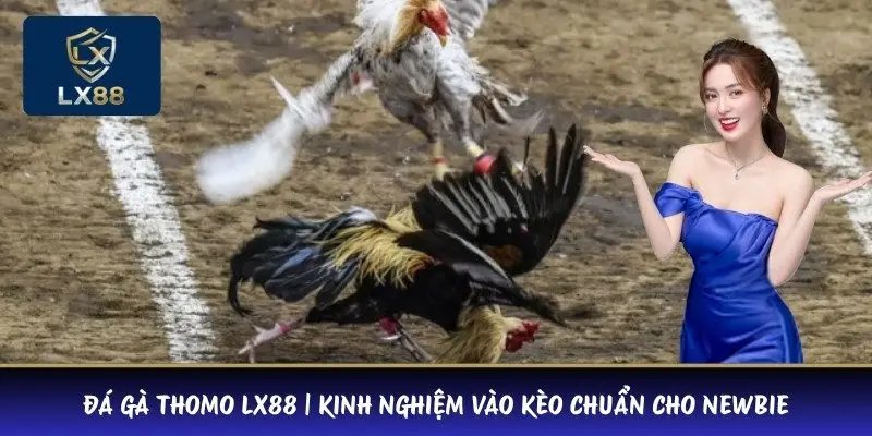 Đá Gà Thomo LX88 | Kinh Nghiệm Vào Kèo Chuẩn Cho Newbie