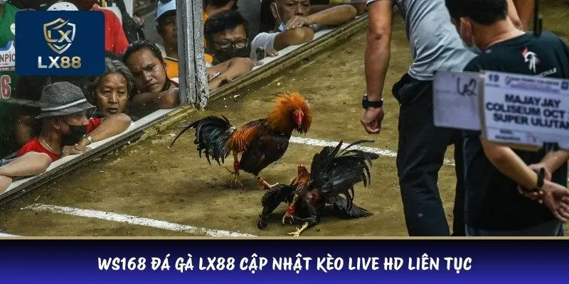 WS168 đá gà LX88 cập nhật kèo live HD liên tục