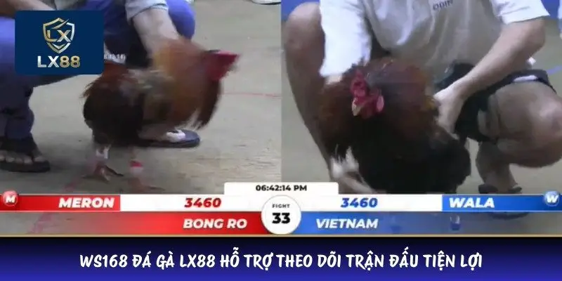 WS168 đá gà LX88 hỗ trợ theo dõi trận đấu tiện lợi
